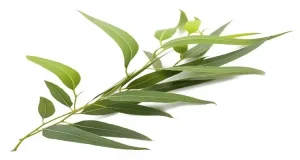 Eucalyptus-Radiata-Essential-Oil-ProductPic