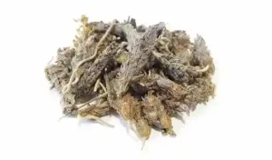 اسطوخودوس1