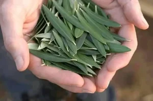 برگ زیتون درمانی