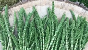 گیاه دم اسبی