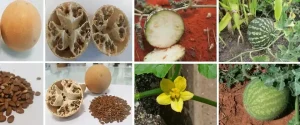 هندوانه ابوهل گیاه تا میوه