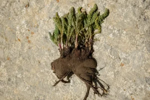 گیاه چله داغی یا آدمک