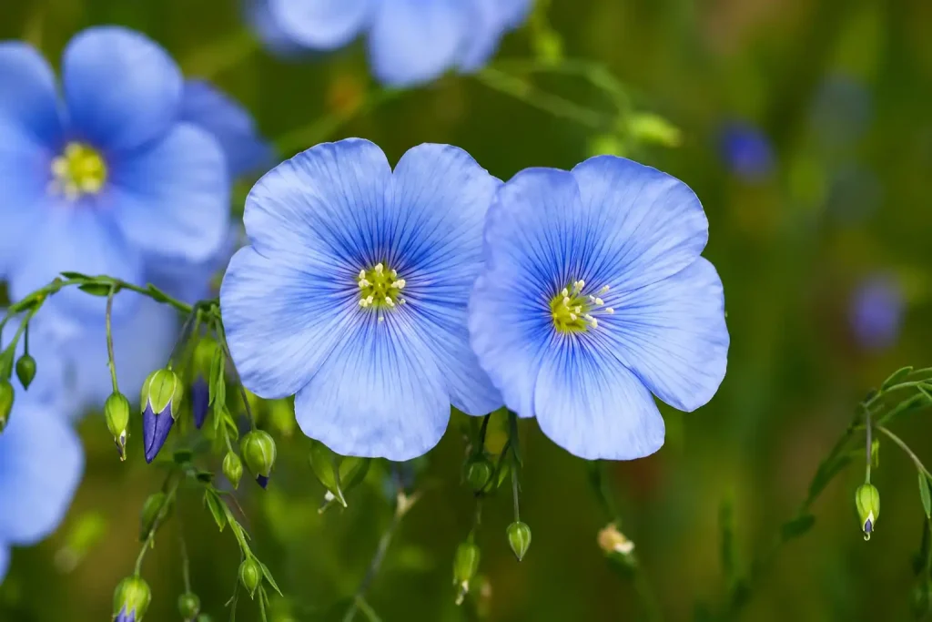black flaxseed flower