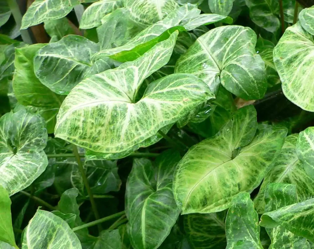 گیاه پیکان برگ خوراکی