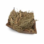 گیاه دم اسبی