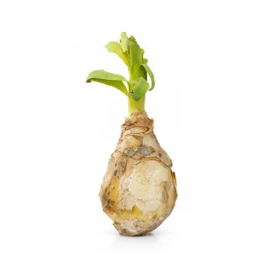 پیاز عنصل فواکه