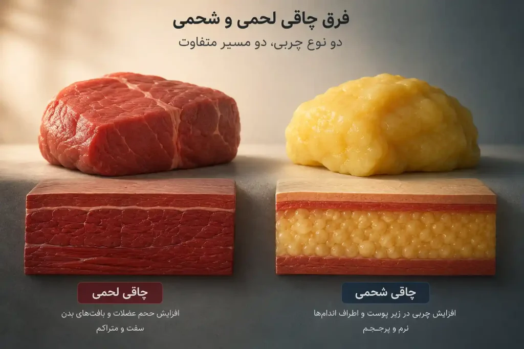 فرق چاقی شحمی و لحمی