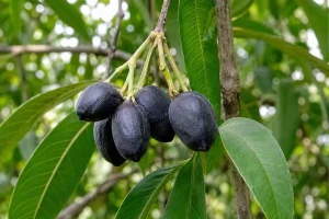 هلیله سیاه
